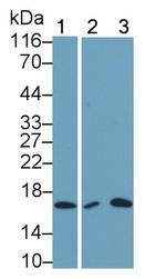 IL-5 Monoclonal Antibody (C1)