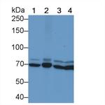 HSPA1B Monoclonal Antibody (C8)