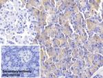 alpha Amylase 1 Monoclonal Antibody (C3)