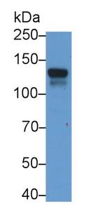 Jagged1 Monoclonal Antibody (C5)