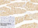 alpha-Cardiac Actin Antibody in Immunohistochemistry (Paraffin) (IHC (P))