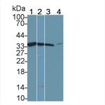 Calponin 2 Monoclonal Antibody (C8)