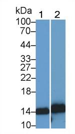 S100A9 Antibody in Western Blot (WB)