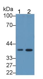 Follistatin Monoclonal Antibody (C13)