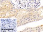 KAO Monoclonal Antibody (C3)