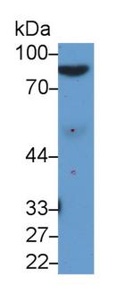 Afamin Monoclonal Antibody (C12)