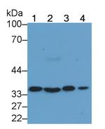 Annexin A4 Monoclonal Antibody (C2)