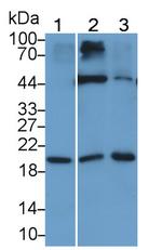 IL-15 Monoclonal Antibody (C6)