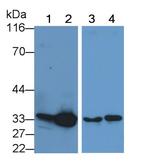 Caspase 6 Monoclonal Antibody (C6)
