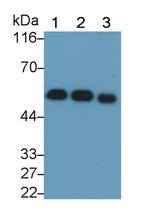 GC Monoclonal Antibody (D4)