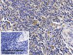 alpha-1 Antitrypsin Antibody in Immunohistochemistry (Paraffin) (IHC (P))