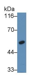 Factor IX Monoclonal Antibody (C23)