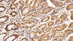 HDAC1 Antibody in Immunohistochemistry (Paraffin) (IHC (P))