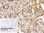 HDAC1 Antibody in Immunohistochemistry (Paraffin) (IHC (P))