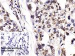 HDAC1 Antibody in Immunohistochemistry (Paraffin) (IHC (P))