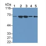 TMPRSS2 Monoclonal Antibody (C1)