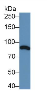 C1S Monoclonal Antibody (C2)