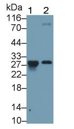 Granzyme K Monoclonal Antibody (C8)