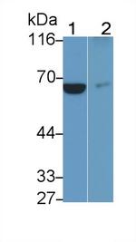 CD127 Antibody in Western Blot (WB)