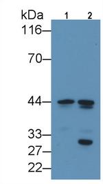 C/EBP alpha Monoclonal Antibody (C1)