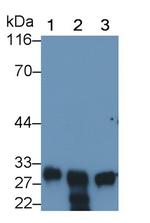 MPZ Monoclonal Antibody (C13)