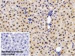COMT Antibody in Immunohistochemistry (Paraffin) (IHC (P))