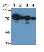 SDHA Monoclonal Antibody (D1)