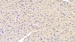 SOD1 Antibody in Immunohistochemistry (Paraffin) (IHC (P))