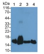 SOD1 Antibody in Western Blot (WB)