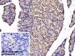 CCK Antibody in Immunohistochemistry (Paraffin) (IHC (P))