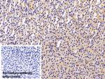 CCK Antibody in Immunohistochemistry (Paraffin) (IHC (P))