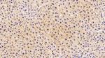 FDPS Antibody in Immunohistochemistry (Paraffin) (IHC (P))