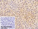 FDPS Antibody in Immunohistochemistry (Paraffin) (IHC (P))