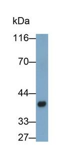 FDPS Antibody in Western Blot (WB)