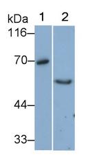 VNN1 Monoclonal Antibody (D1)