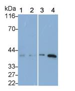 Follistatin Monoclonal Antibody (D1)