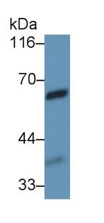VNN1 Monoclonal Antibody (C2)