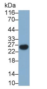 CD3g Monoclonal Antibody (D13)