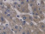 HAMP Antibody in Immunohistochemistry (Paraffin) (IHC (P))