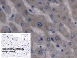 HAMP Monoclonal Antibody (C2)