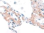 Elastin Antibody in Immunohistochemistry (Paraffin) (IHC (P))