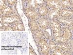 ACVR2A Antibody in Immunohistochemistry (Paraffin) (IHC (P))