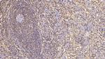 ACVR2A Antibody in Immunohistochemistry (Paraffin) (IHC (P))