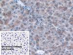 ORM1 Monoclonal Antibody (C8)