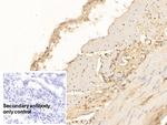 IL-17A Antibody in Immunohistochemistry (Paraffin) (IHC (P))