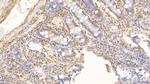 IL-17A Antibody in Immunohistochemistry (Paraffin) (IHC (P))