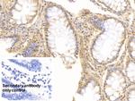 IL-17A Antibody in Immunohistochemistry (Paraffin) (IHC (P))