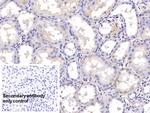 SHH Antibody in Immunohistochemistry (Paraffin) (IHC (P))