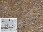 Aquaporin 4 Antibody in Immunohistochemistry (Paraffin) (IHC (P))