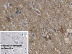 Aquaporin 4 Antibody in Immunohistochemistry (Paraffin) (IHC (P))